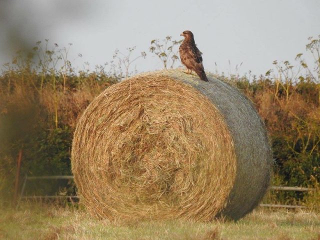 Buzzard sitting on a hay bale early morning