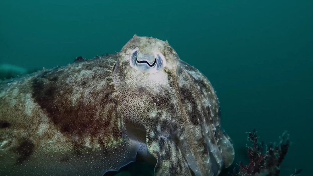 Cuttlefish-Image-Tom-Daguerre