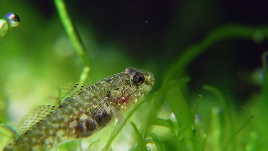 Painted-goby-Image-Tom-Daguerre