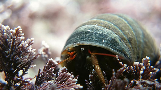 St-Pirans-crab-Image-Tom-Daguerre